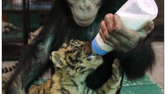 '나는 엄마다' 침팬지의 모성 본능…아기 호랑이에 우유 먹여 