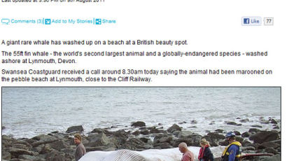 [사진] 17m 긴수염고래 죽은 채 발견‎ 