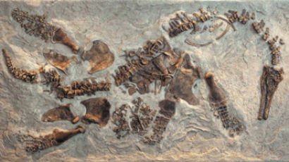 새끼 밴 채 죽은 7800만 년 전 공룡