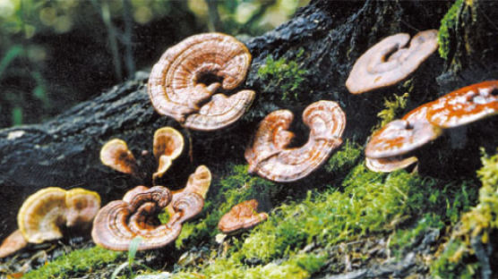 [뉴스 클립] Special Knowledge ‘가을의 보약’ 버섯