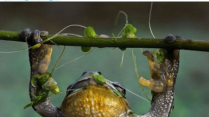 [사진] 턱걸이에 도전하는 개구리