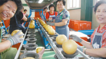 배·버섯 미국으로, 대만으로…현지인 취향에 맞는 품질 개량 통했다