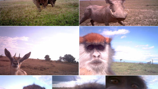 케냐 초원에 설치된 카메라 발견하고는 '셀카' 찍는 원숭이