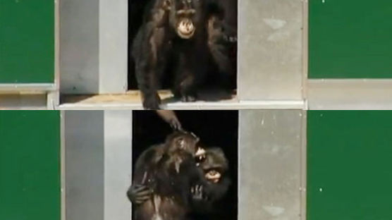 30년만에 햇빛 본 침팬지들…머뭇머뭇하다 감격의 포옹 "드디어 자유!"