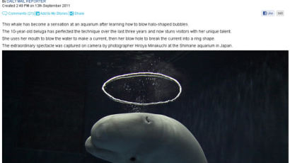 [사진] 거품반지 만드는 돌고래