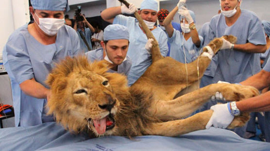 [사진] '동물의 왕' 사자, 정신없이 헤롱