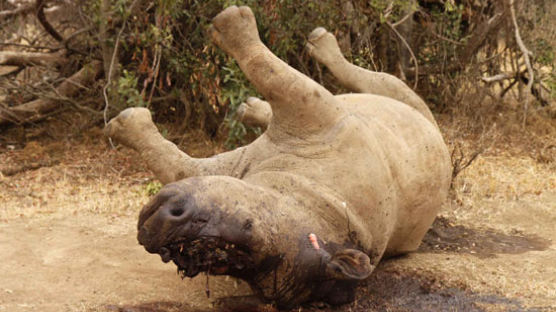 [사진] 뿔없는 코뿔소