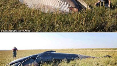 들판 한가운데서 발견된 10m 거대 고래, 하늘에서 떨어졌나?