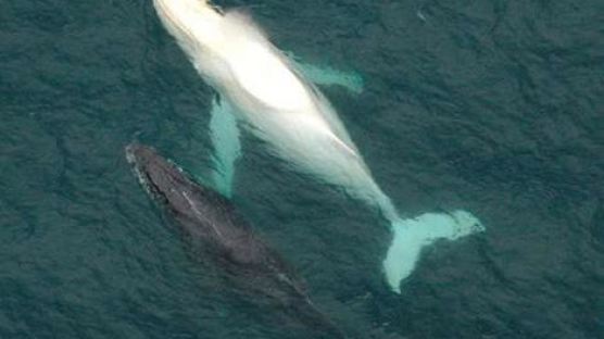 [사진] “전세계 1마리”…희귀한 ‘흰혹등고래’ 새끼 발견