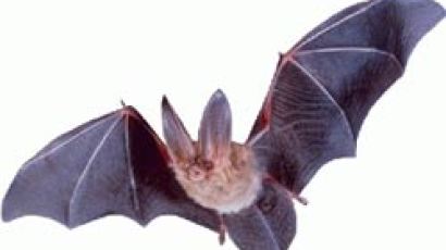 박쥐 어둠 속 사냥 … 비밀은 성대 근육