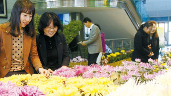 천안시청 로비에 꽃 향기 가득 … 30일까지 국화전시회 개최