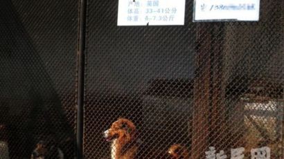 中 유명 동물원, 철장에 개 가둬놓고 "개 팔아요. 가격은 상담" 