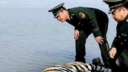 [사진] 헤이룽장 저수지서 200kg 백두산호랑이 사체 발견