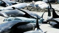 느닷없는 고래 떼죽음, 지구 자기장 이상 탓?