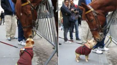 개가 말에 애정공세?…뉴욕 기마경찰 말과 뽀뽀하던 애완견,여자아이가 말을 만지자