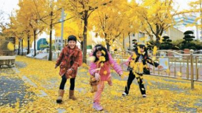 [사진] 가을 낙엽길 … 이번주가 막바지 