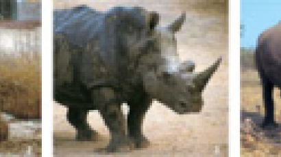 강찬수의 재미있는 자연 이야기 ⑬ 멸종위기 코뿔소를 구하라