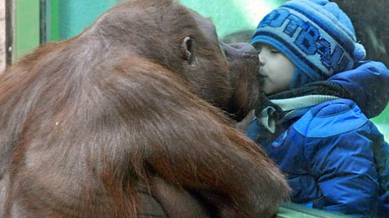 오랑우탄과 키스하는 꼬마 소년 "우리 사랑하게 해주세요"