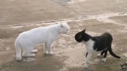 [동영상] 고양이의 전법, 고양이 싸움도 키 큰 게 유리