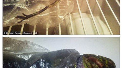 [사진] 외계인 사체 2년동안 냉장고 보관한 러시아 여성