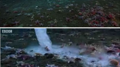 닿는대로 얼려 죽이는 죽음의 해저 고드름 최초 포착, 불가사리 혼비백산