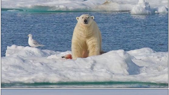 [사진] 생존을 위해서라면, 동족 잡아먹은 북극곰