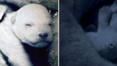 북금곰이 새끼 낳은 곳이 북극이 아니라고? BBC 자연다큐 `조작`으로 고소당해