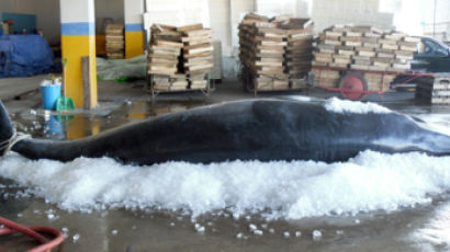 [사진] 밍크고래, 울산서 7천만원 낙찰