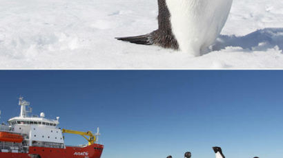 [사진] 남극의 주인, 펭귄들의 손님맞이
