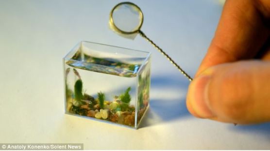 [사진] 세상에서 가장 작은 수족관