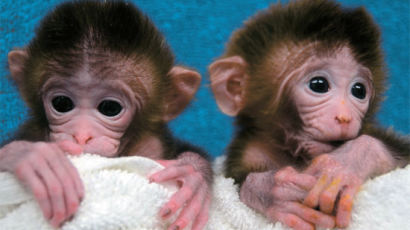 세계 첫 키메라 원숭이 … 6마리 유전체 섞어 복제