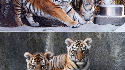 [사진] 멸종위기의 시베리아 호랑이, 쌍둥이 새끼 공개
