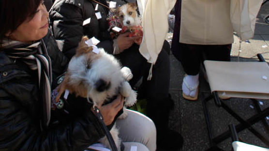 [사진] 주인과 함께 기도하는 일본 개들