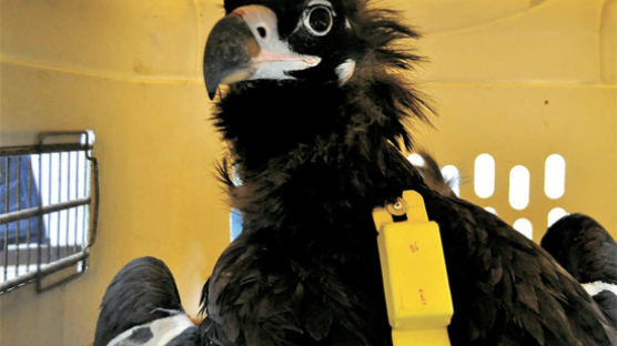 '멸종 위기' 민통선 독수리, 위치추적기 달고 살펴보니