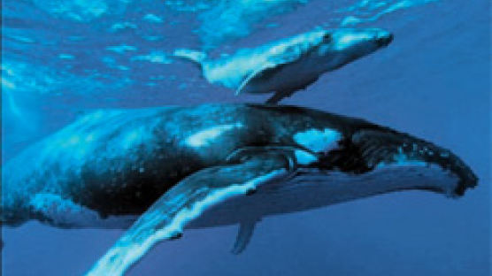 [TV 가이드] 남극에서 만난 혹등고래