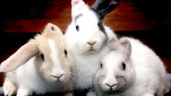 귀 없는 토끼 영국서 발견…어떻게 생겼기에