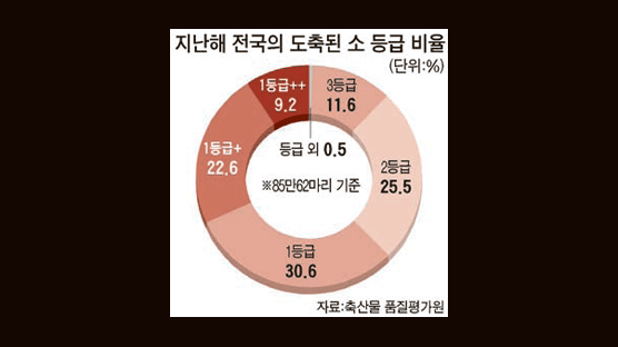 소값 하락의 그늘 … 곳곳서 불법도축