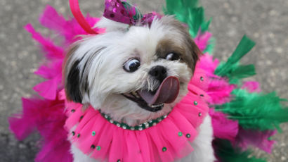 [사진] 애완동물들의 축제 '블로까오'