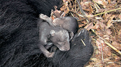 [사진] 겨울잠 자며 새끼 두 마리 낳은 반달곰