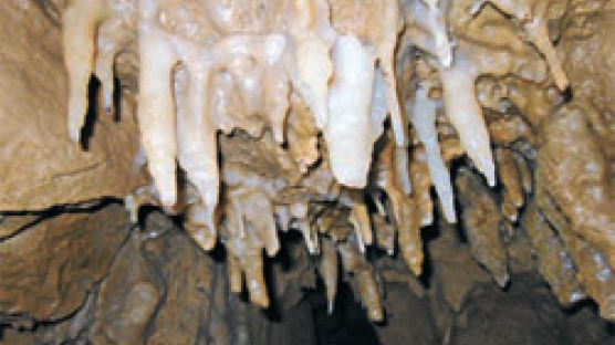 봉화군 황우산에 길이 60m 석회동굴