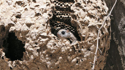 [사진] 겨울이 추웠나, 말벌집으로 들어간 하늘다람쥐