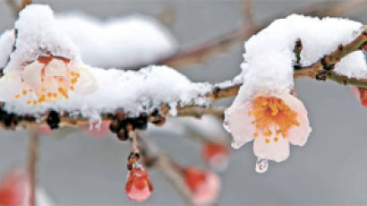 [사진] 봄 눈이 선물한 설중매 