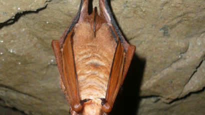 [사진] 서산·진천서 붉은박쥐 집단 서식 확인
