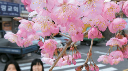 [사진] 반갑다 벚꽃 