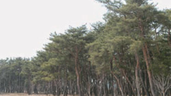 조선 말 소나무숲 ‘포항 북천수’에 재선충병