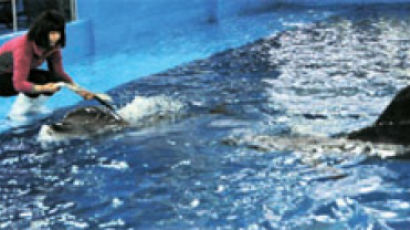 동물학대 논란 울산 돌고래 … 연말 공연 목표로 훈련 시작