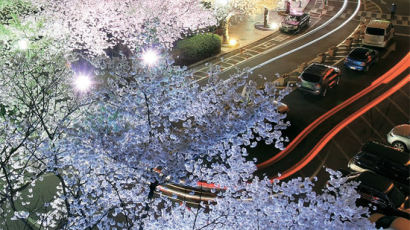 [사진] 벚꽃 빛나는 밤