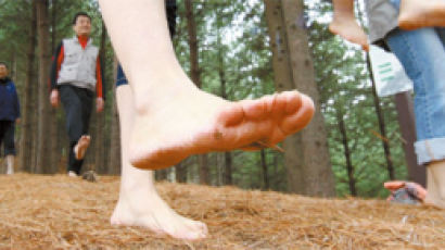 피톤치드가 온몸으로 … 숲길 걸으며 ‘건강 샤워’ 