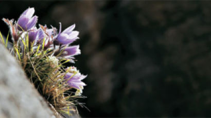 [사진] 절벽 바위틈 뚫고 나온 동강할미꽃