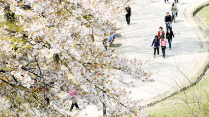 서래섬 유채꽃, 양재천변 야생화 … 봄 교향곡 들리는 듯